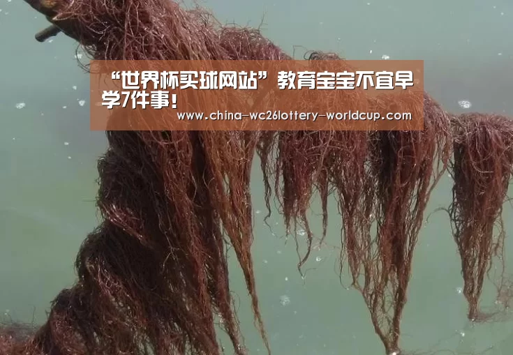 世界杯买球网站