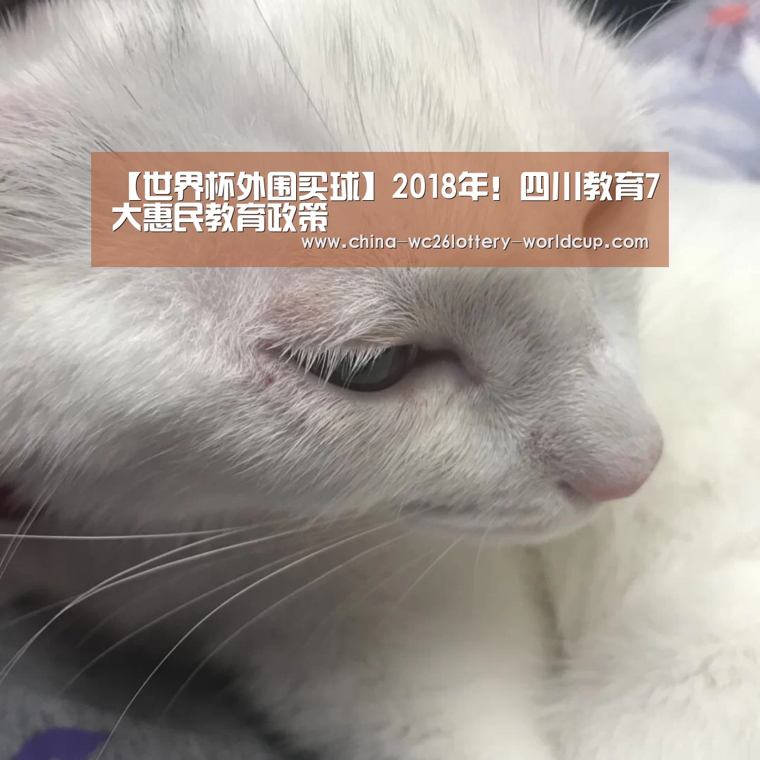 世界杯买球网站